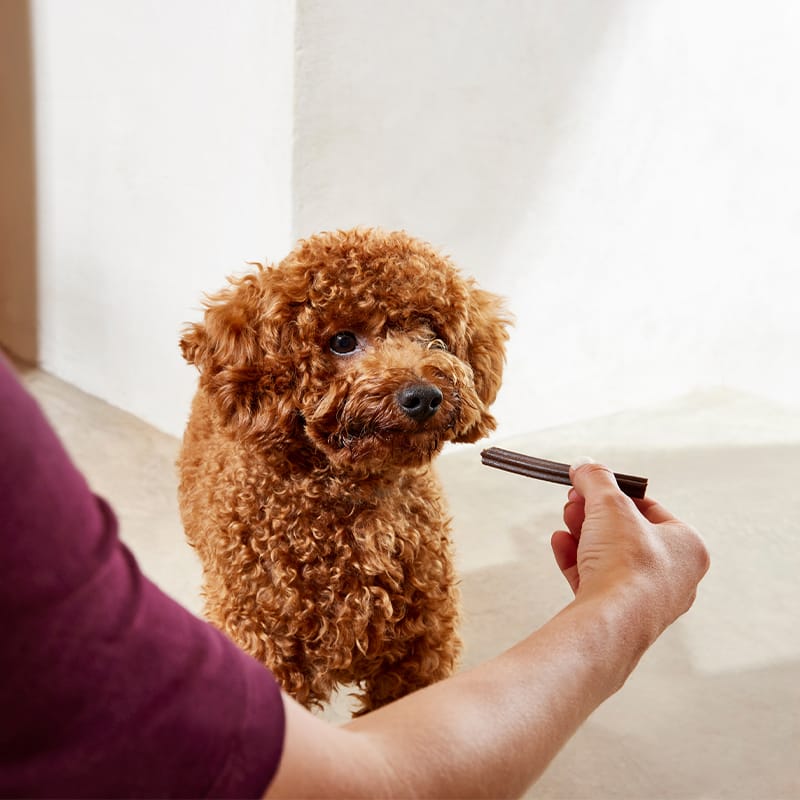 Sticks Dog Chicken Sticks Dog Chicken